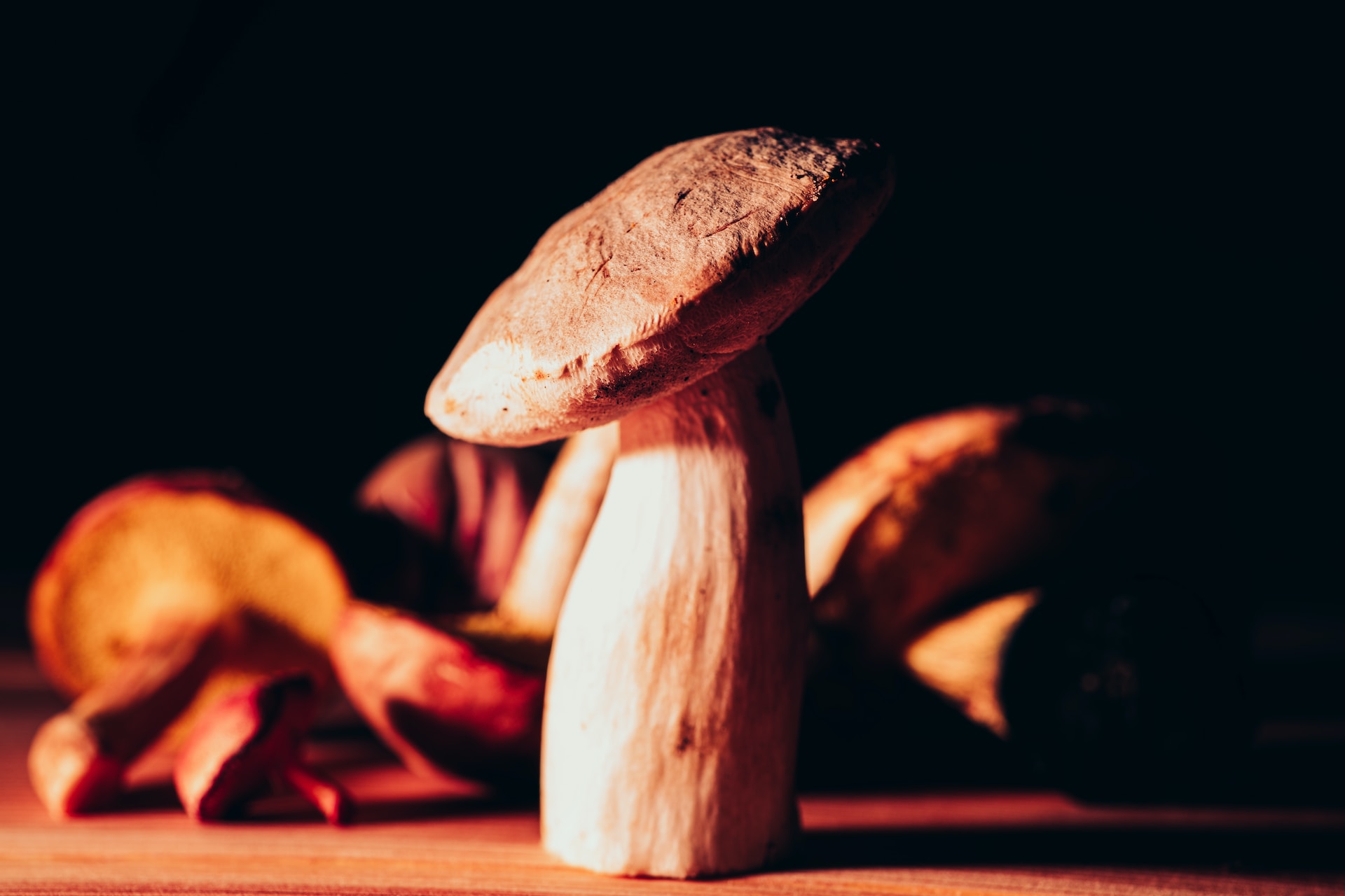 19-facts-about-porcini-mushrooms