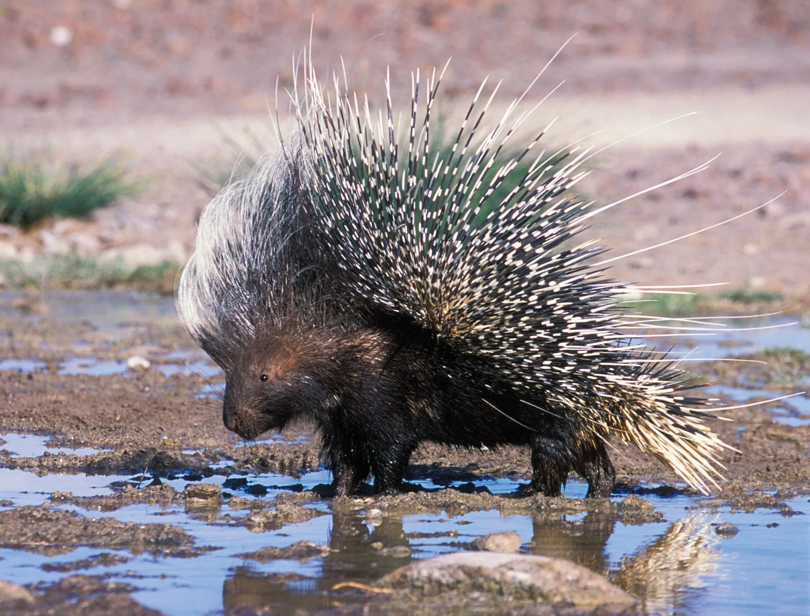 19-facts-about-porcupine