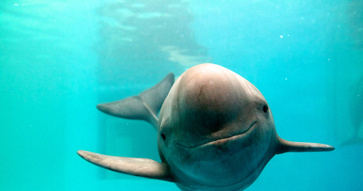 19-facts-about-porpoise