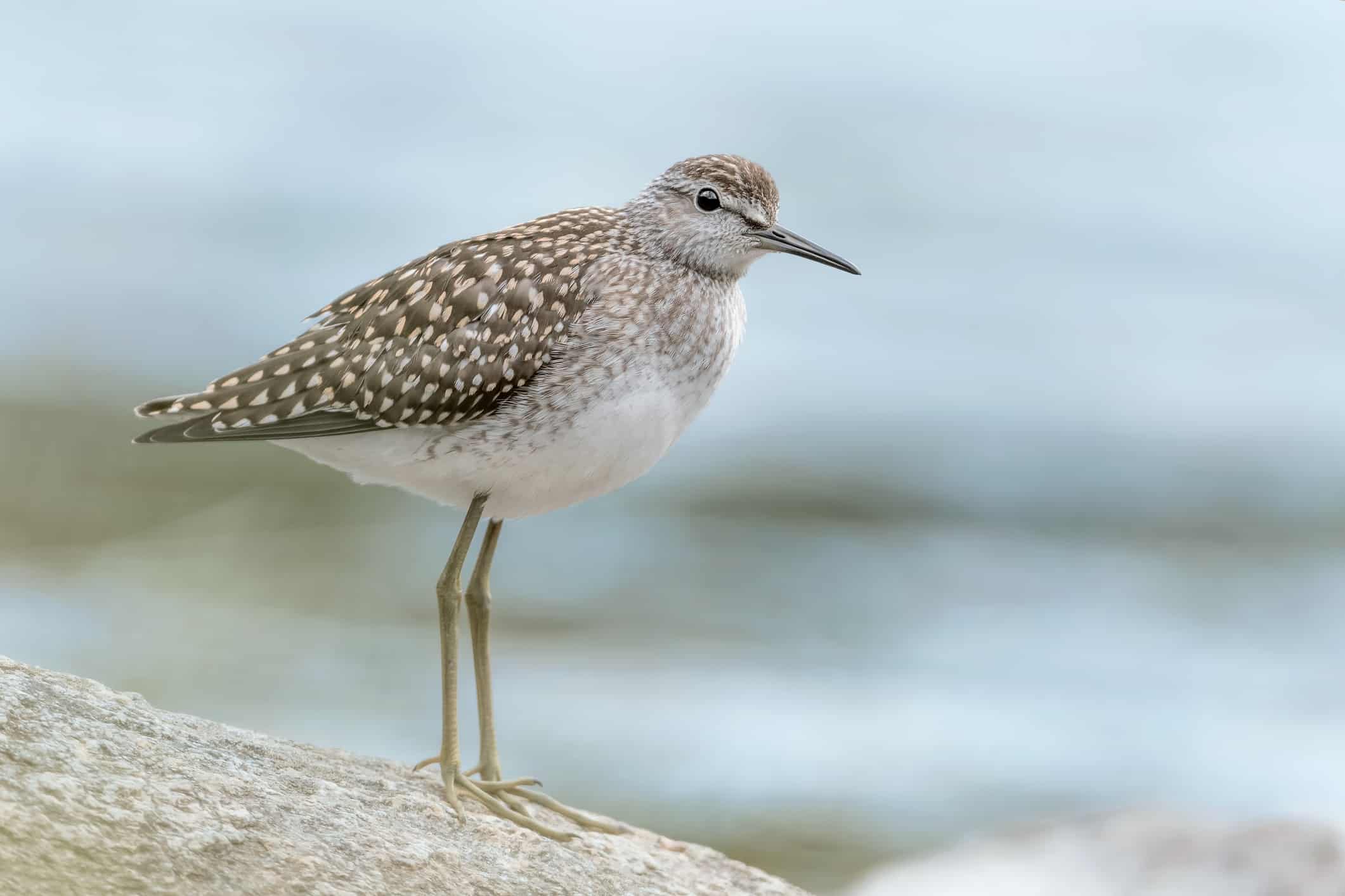 19 Facts About Sandpipers 1689505396 