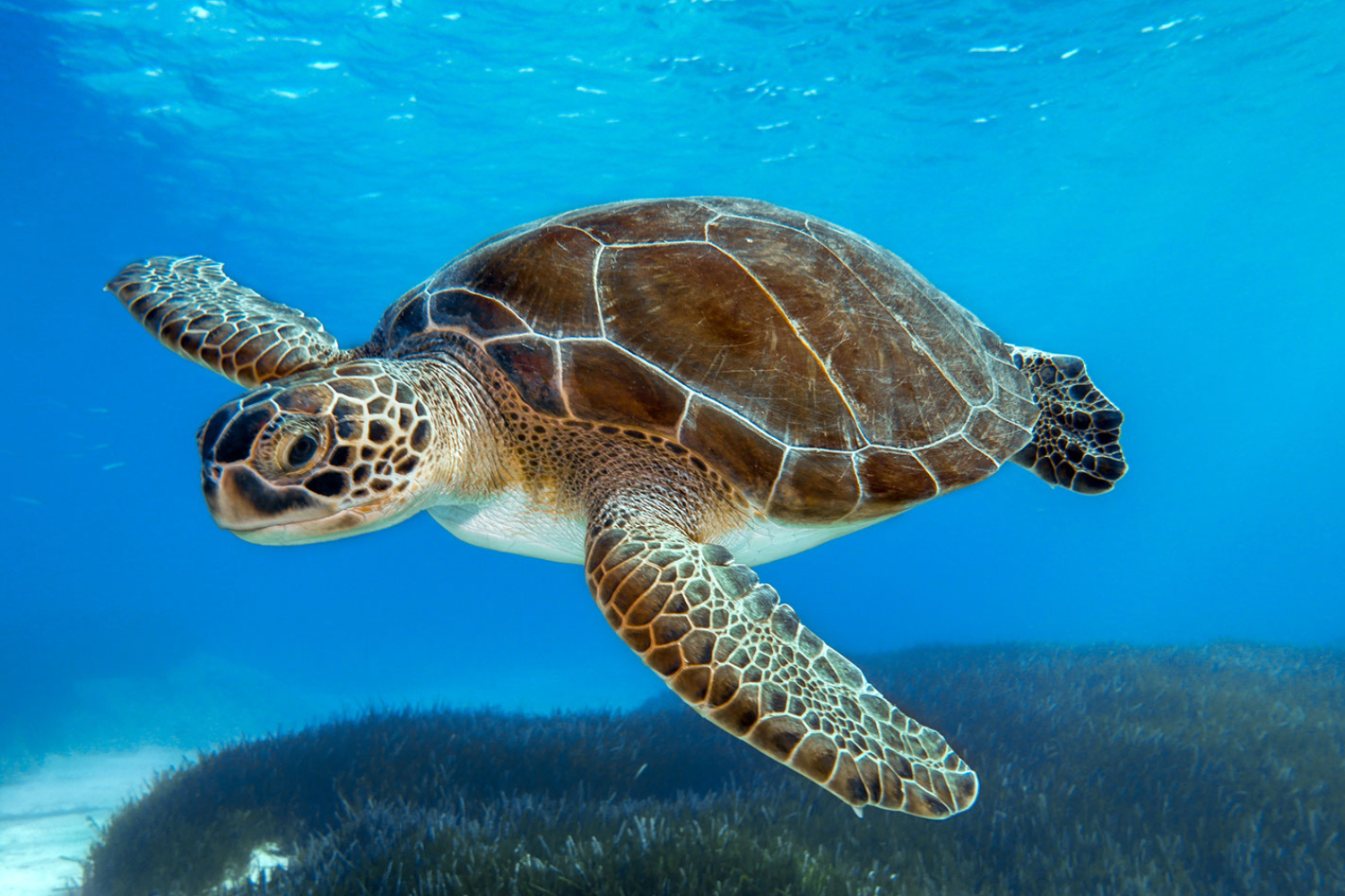 19-facts-about-sea-turtles