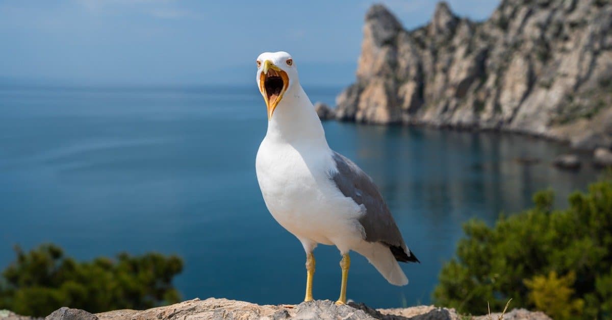 19-facts-about-seagulls