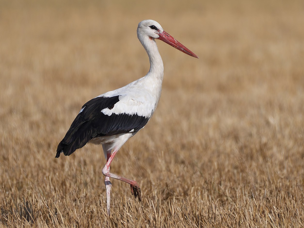 19-facts-about-stork