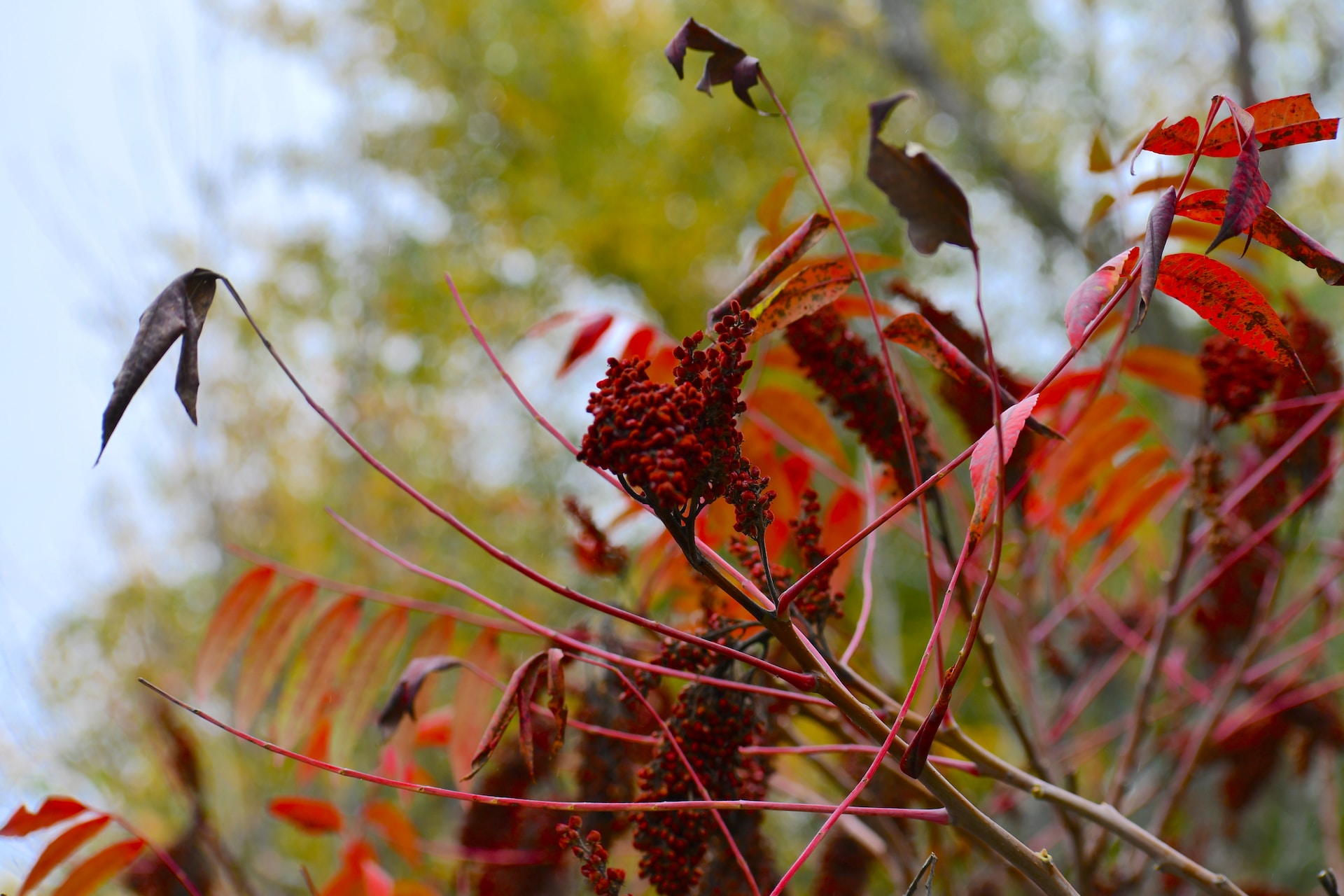19-facts-about-sumac