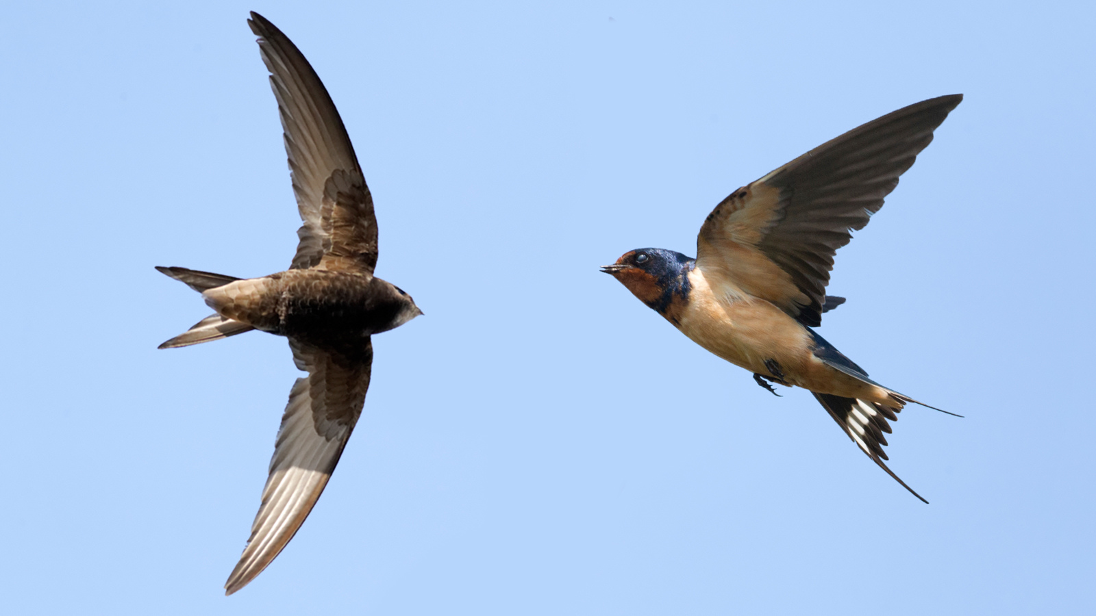 19-facts-about-swifts