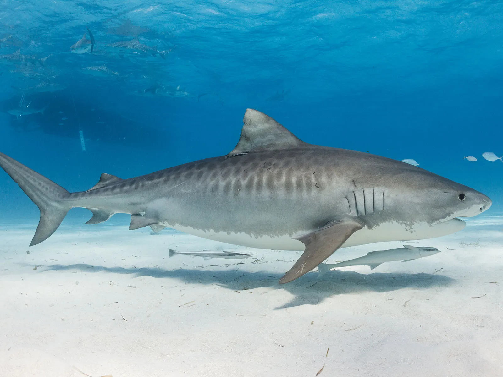 19-facts-about-tiger-shark