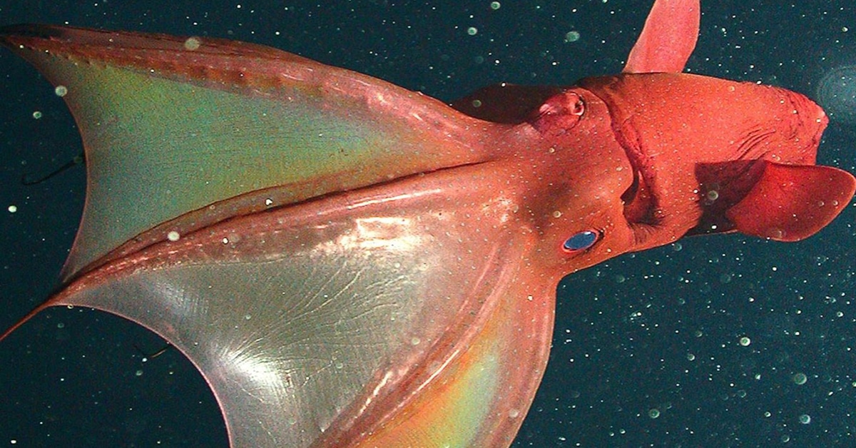 19-facts-about-vampire-squid