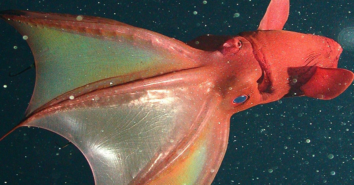 vampire squid glowing