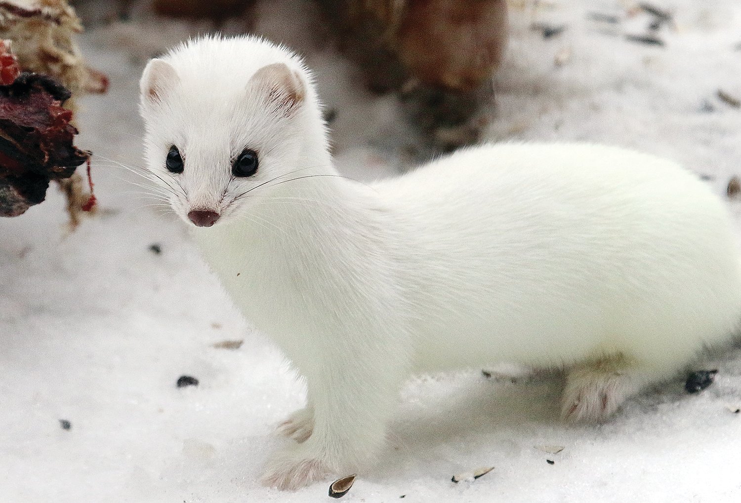 19-facts-about-weasel