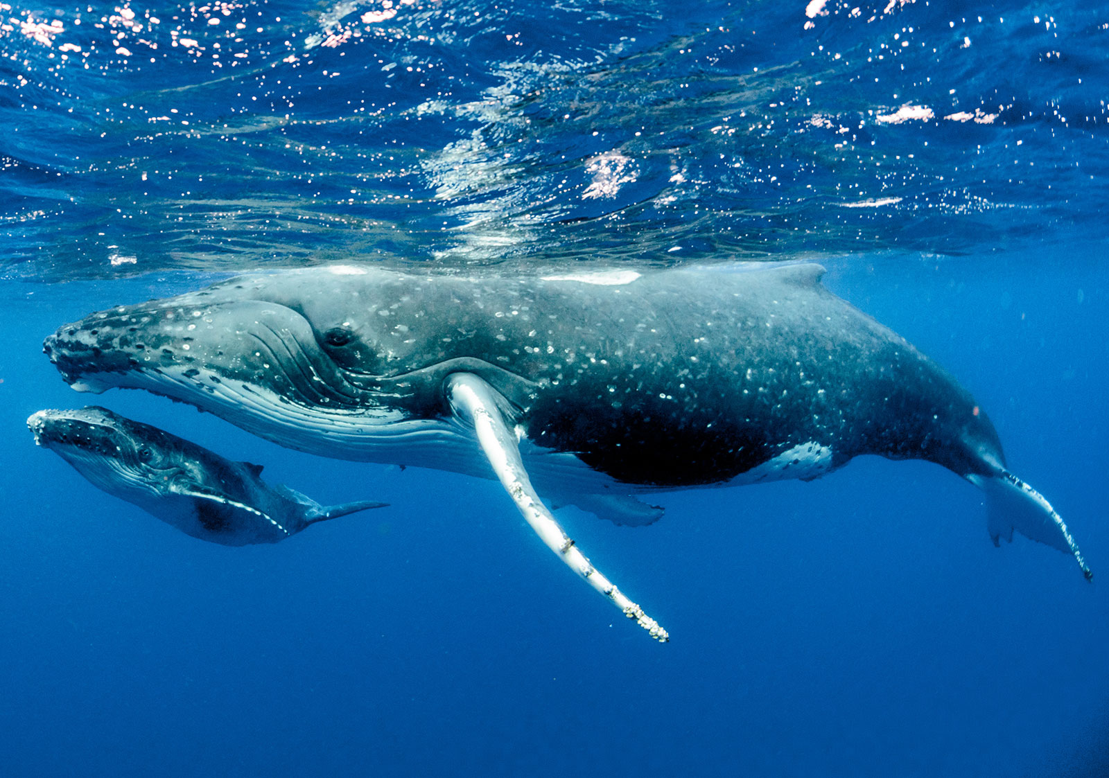 Blue Whales Habitat