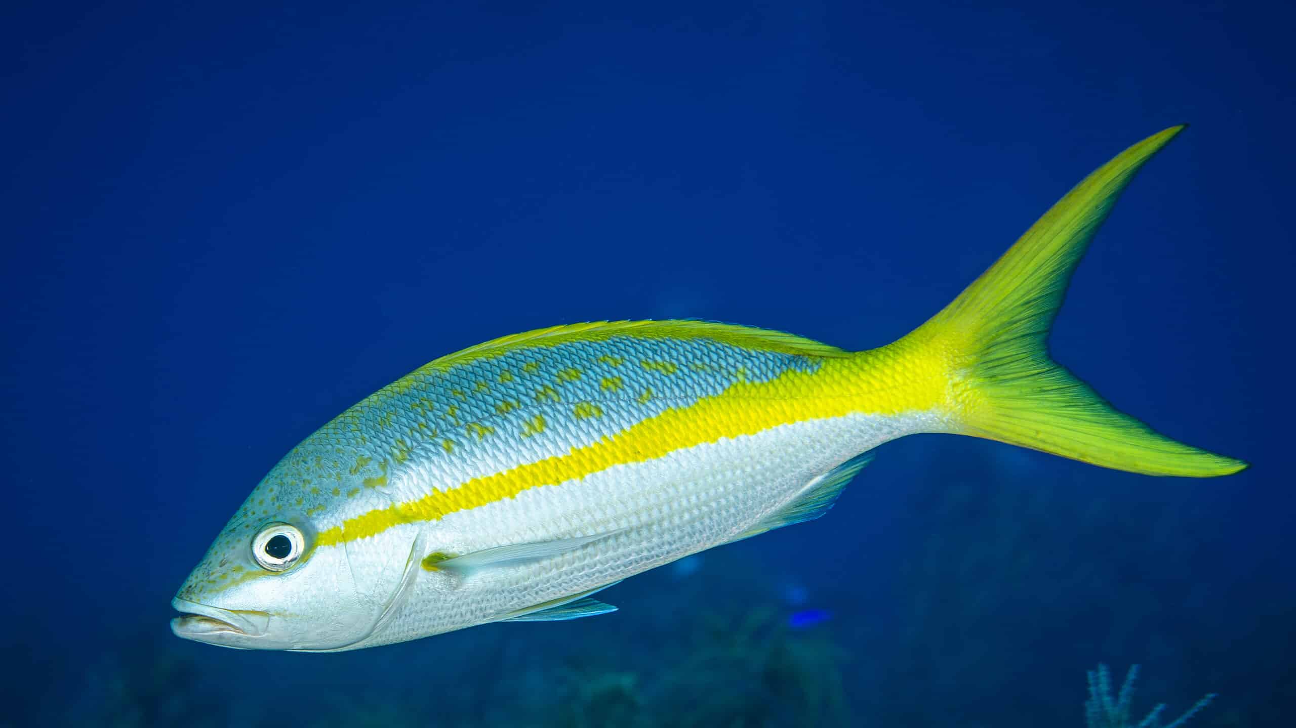 19-facts-about-yellowtail-snapper