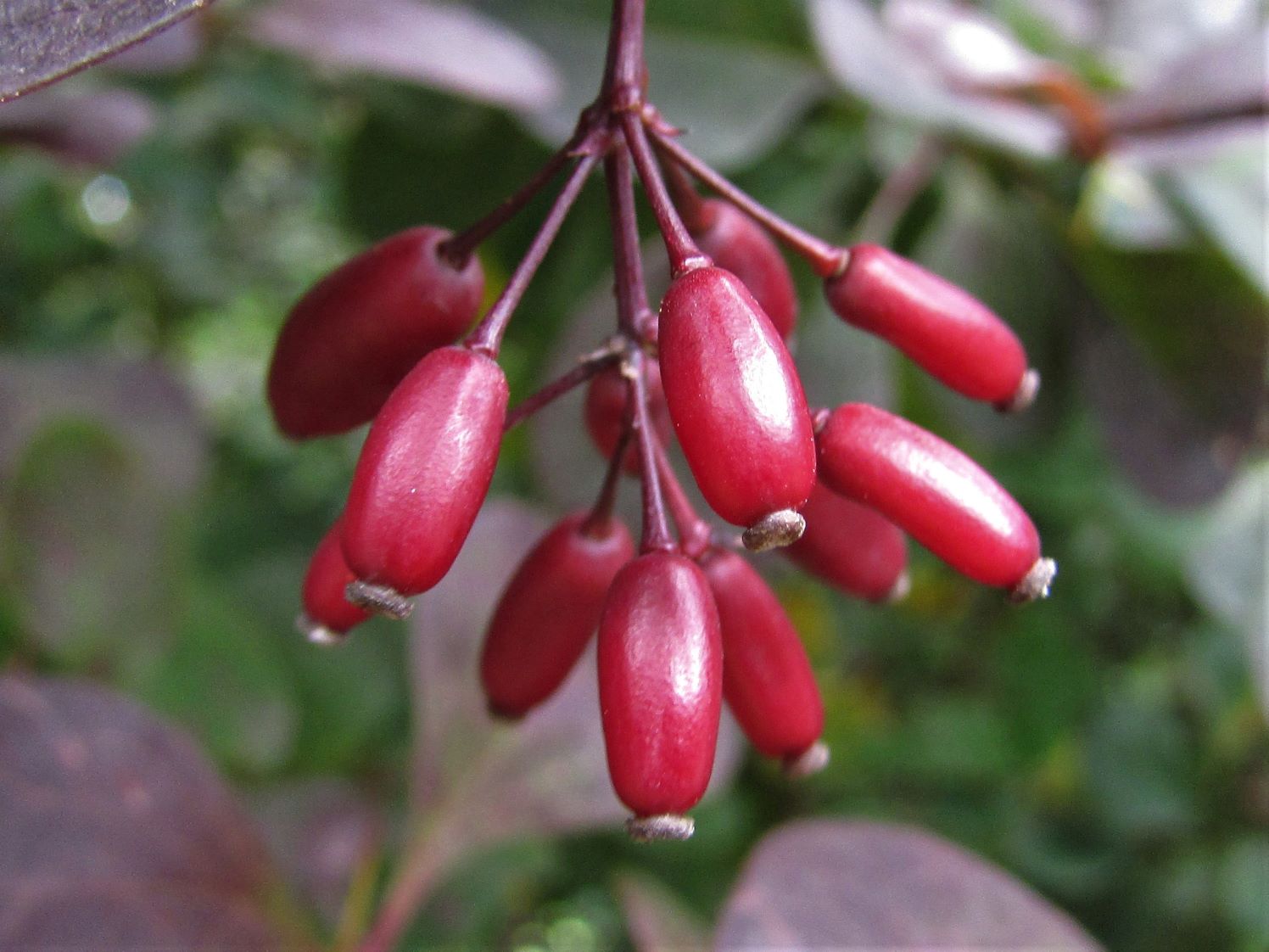 20-facts-about-barberry