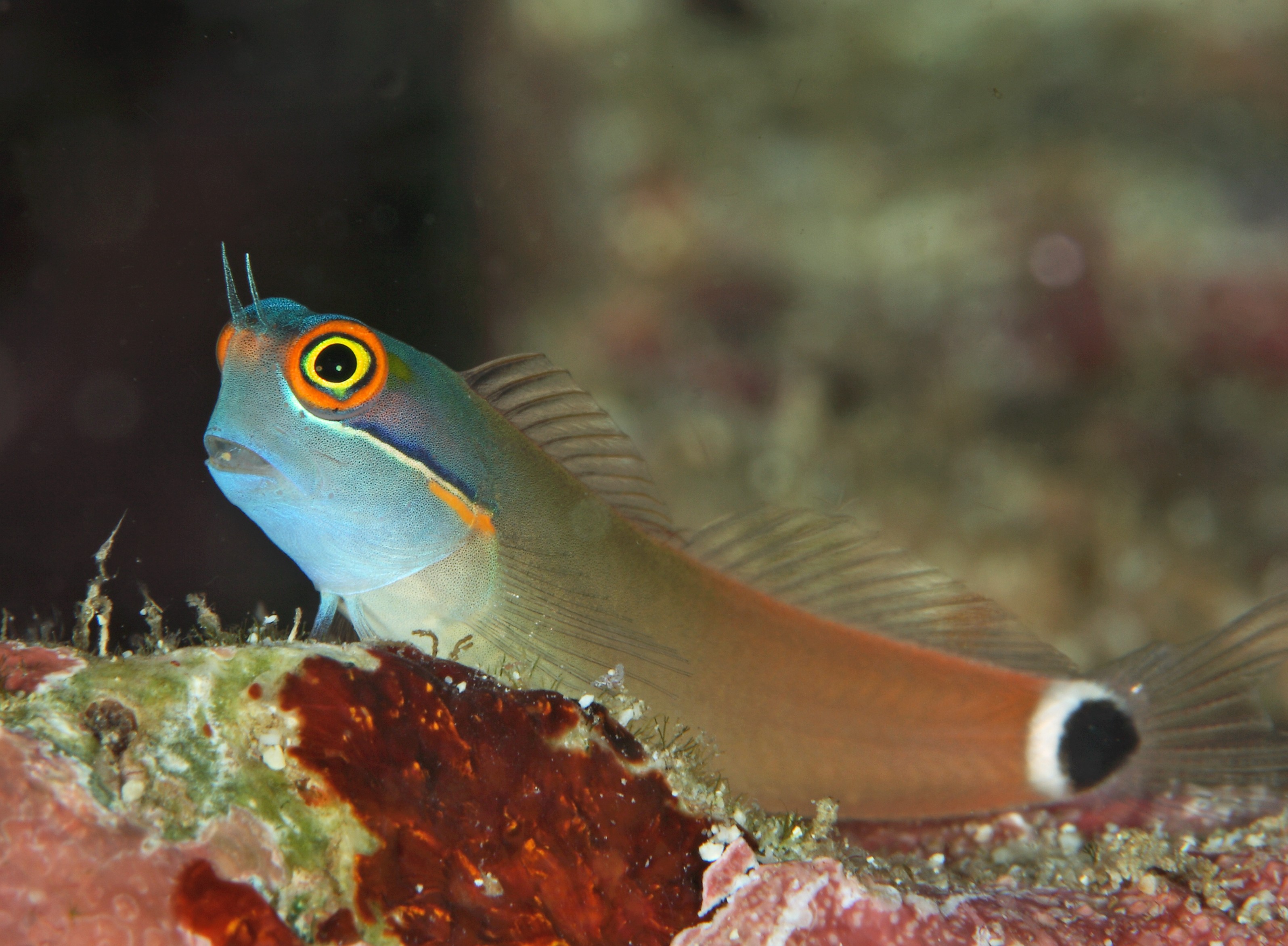 20-facts-about-blennies