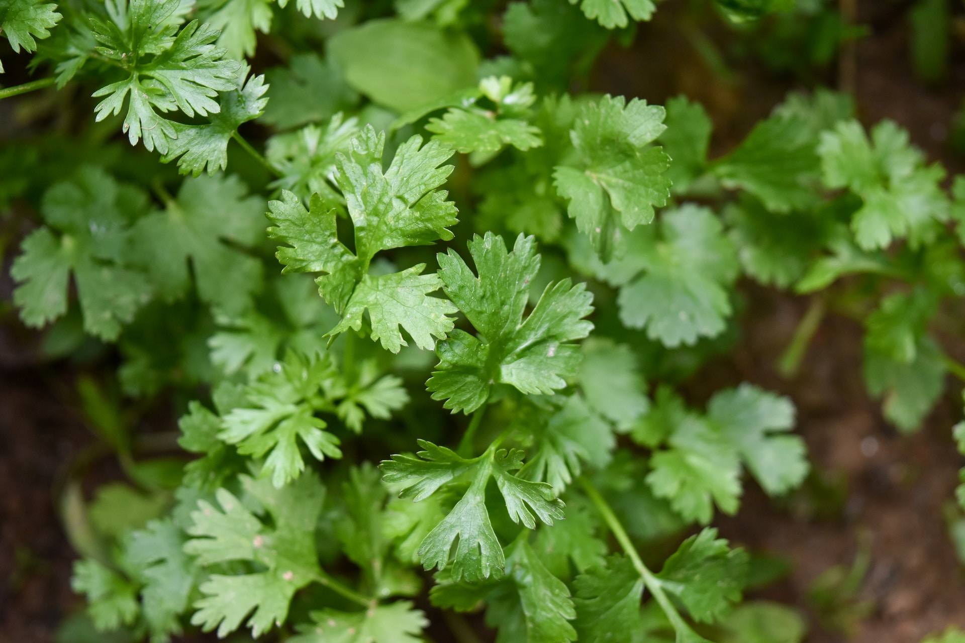 Coriander Leaves And Parsley