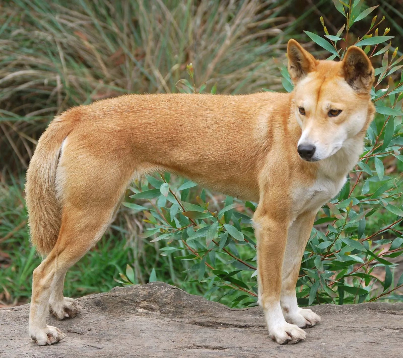 Dingo Facts - Wisdom Panel™ Dog Breeds