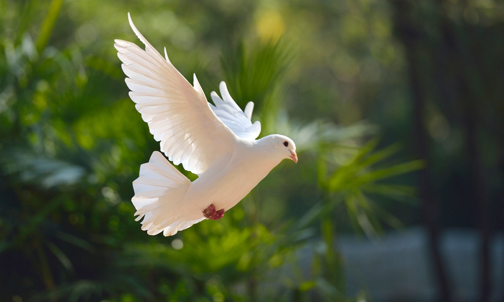 Dove Bird Images