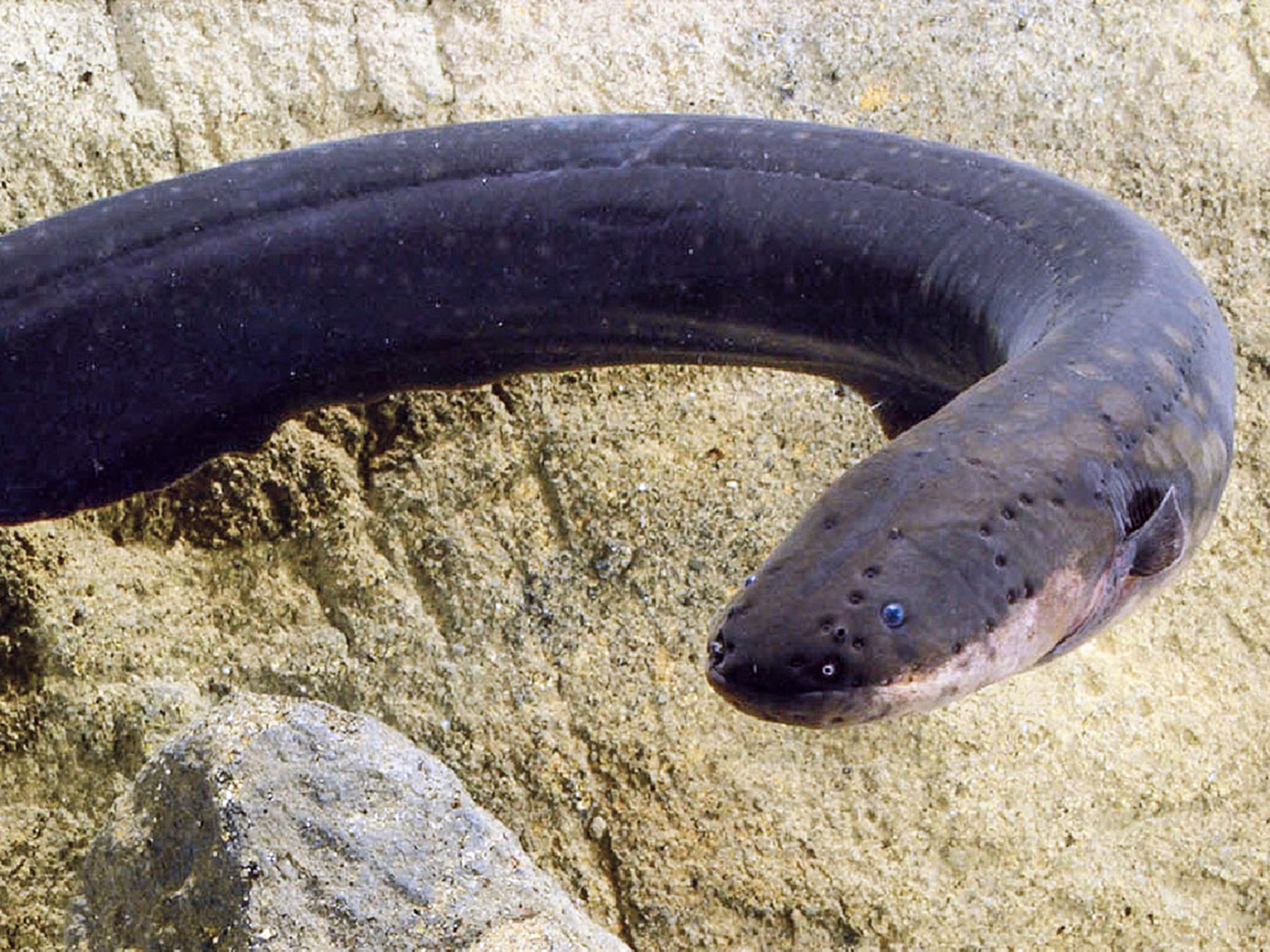 20 Facts About Eels 