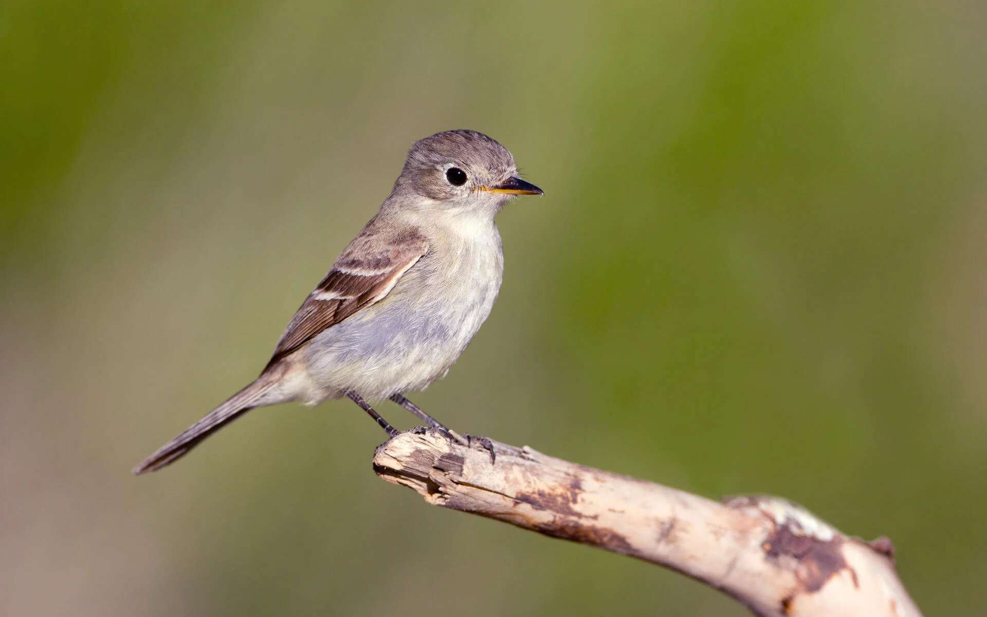 20-facts-about-flycatcher