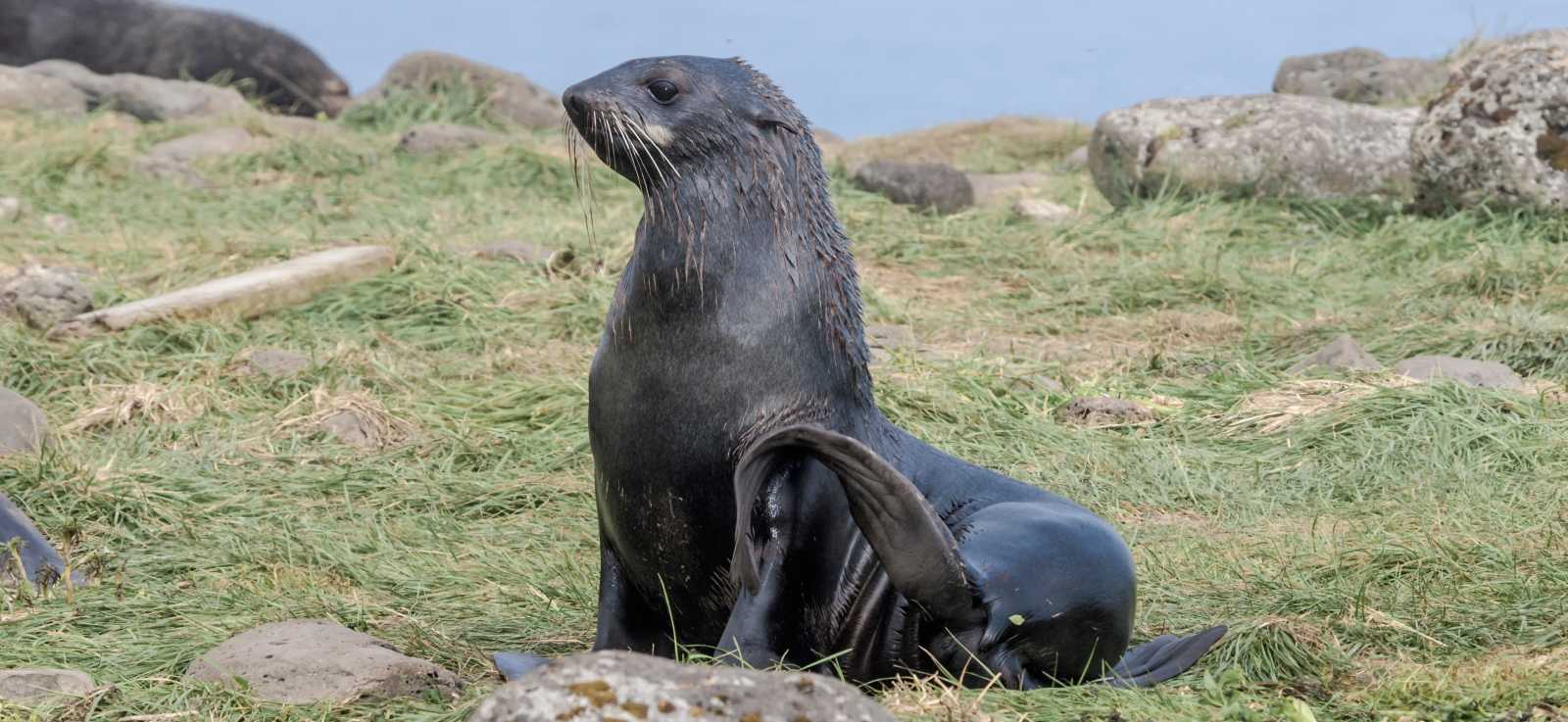 20-facts-about-fur-seals