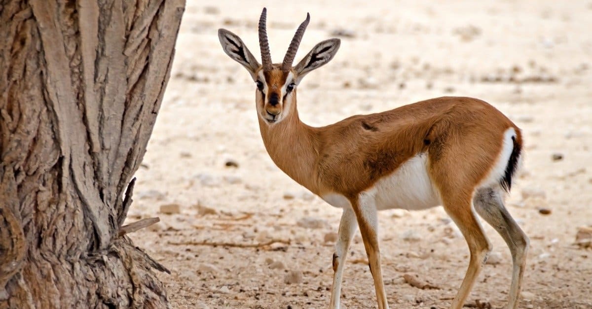20-facts-about-gazelles