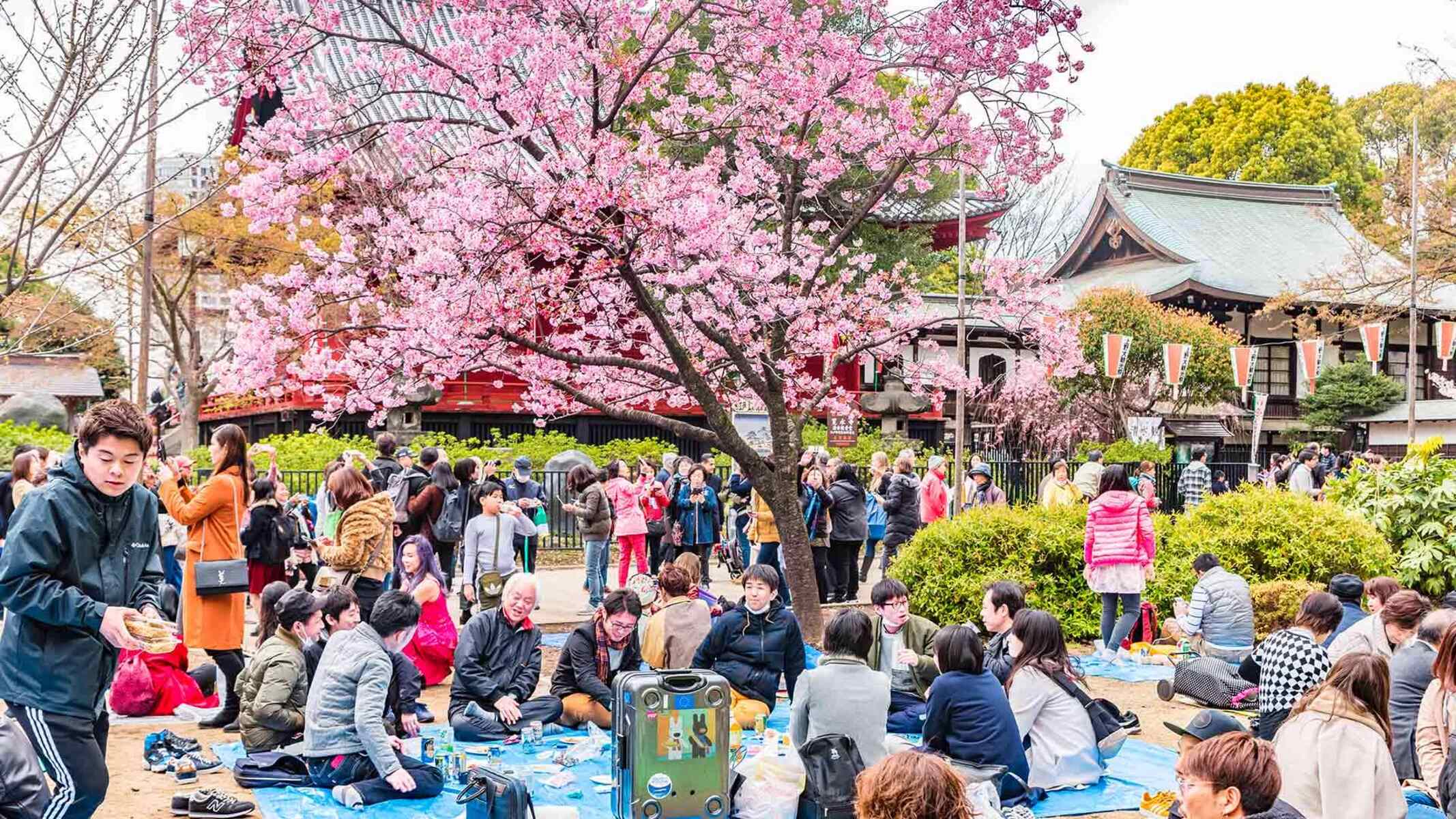 20-facts-about-hanami-cherry-blossom-viewing