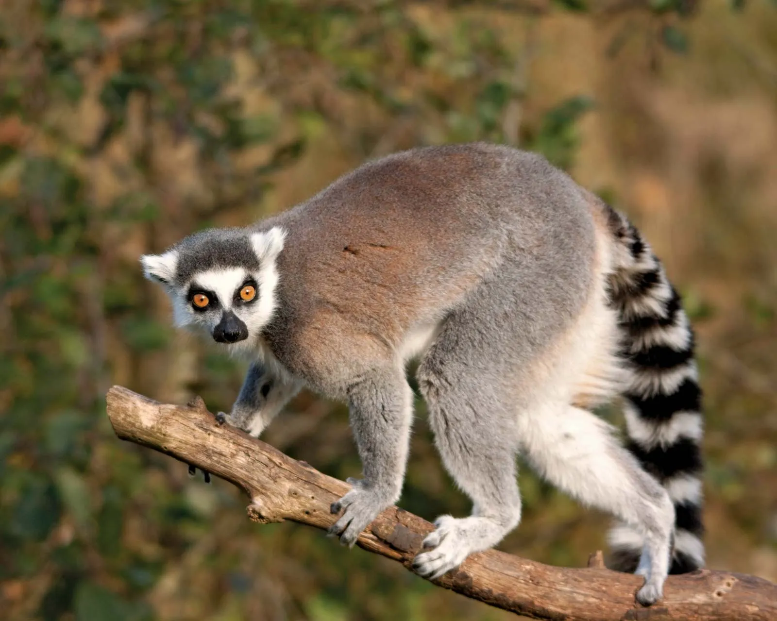 Lemur Statistics