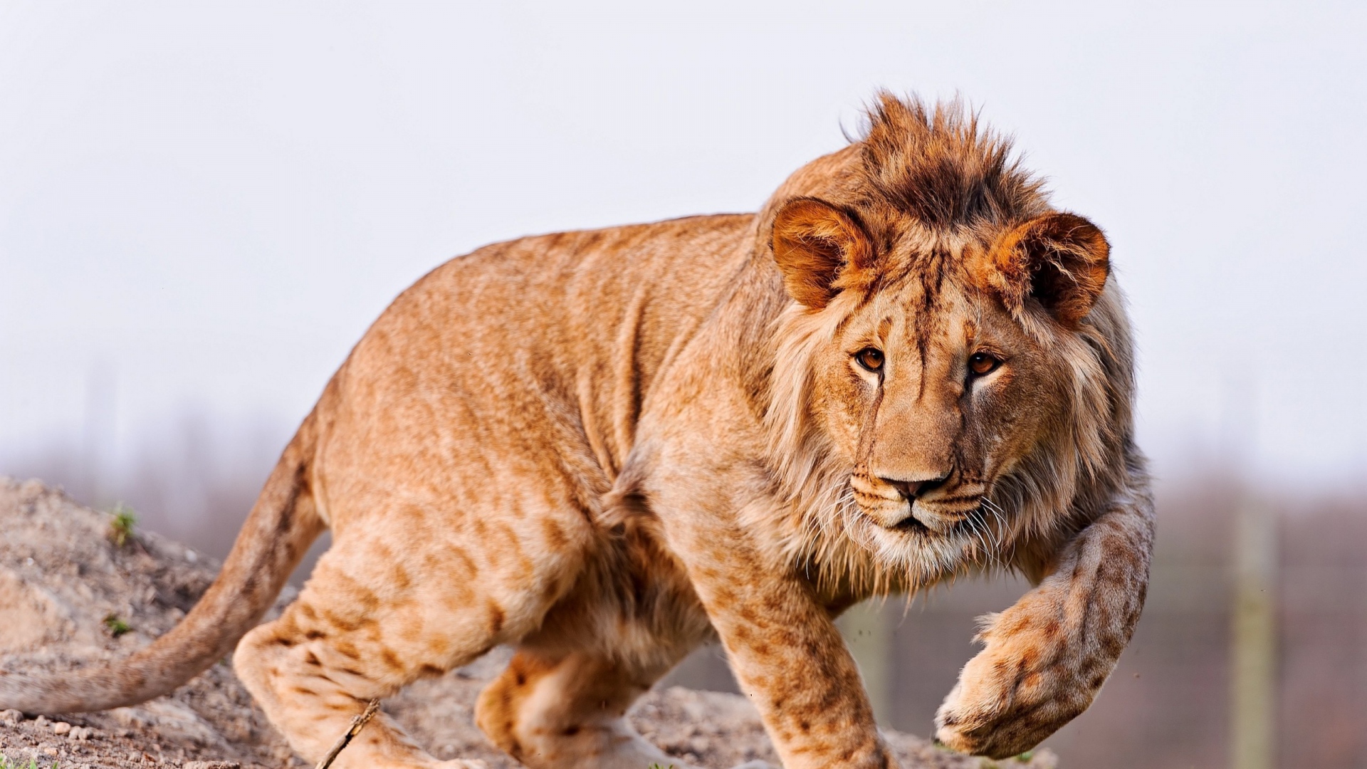 hybrid lion leopard