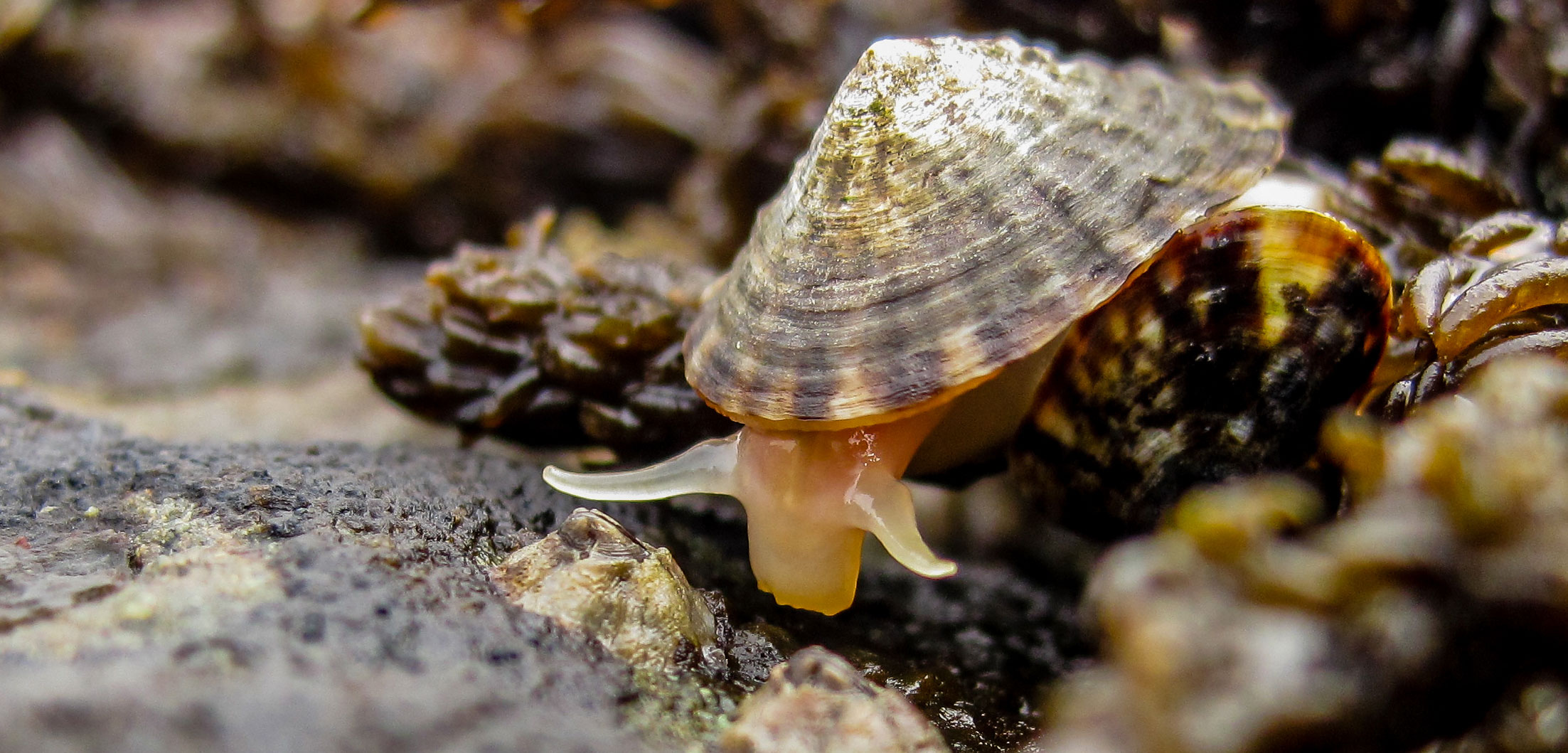 20-facts-about-limpet