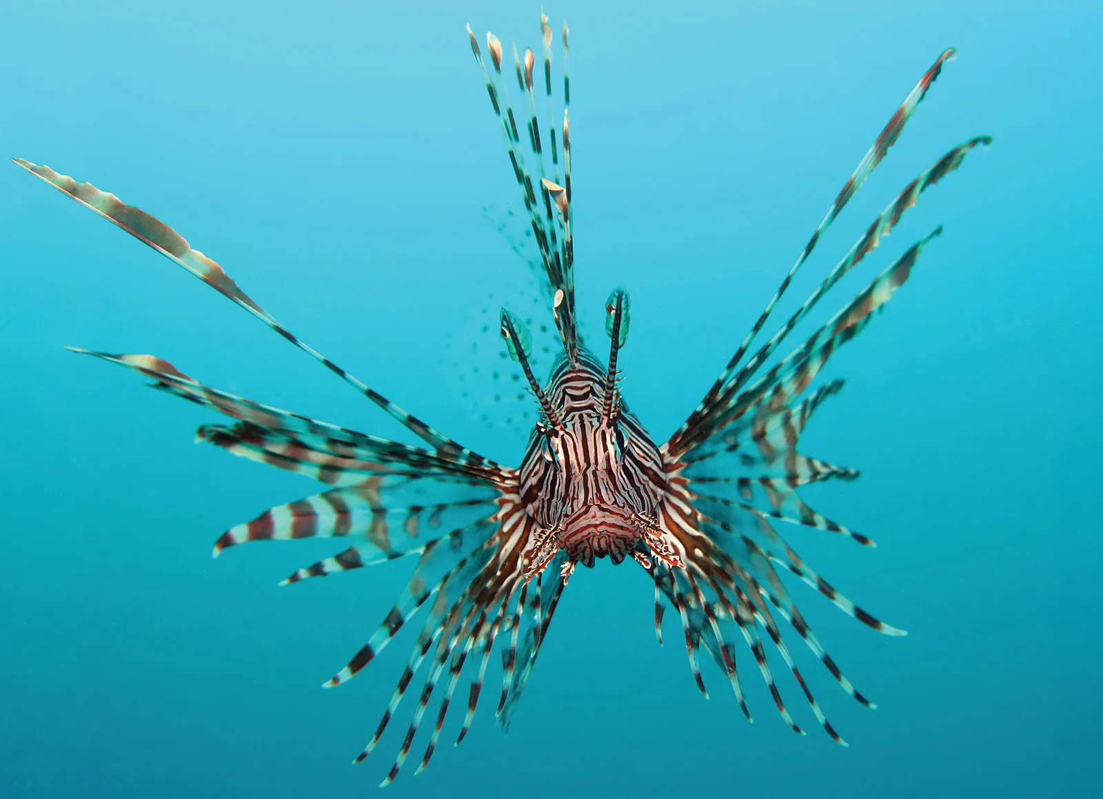 20-facts-about-lionfish