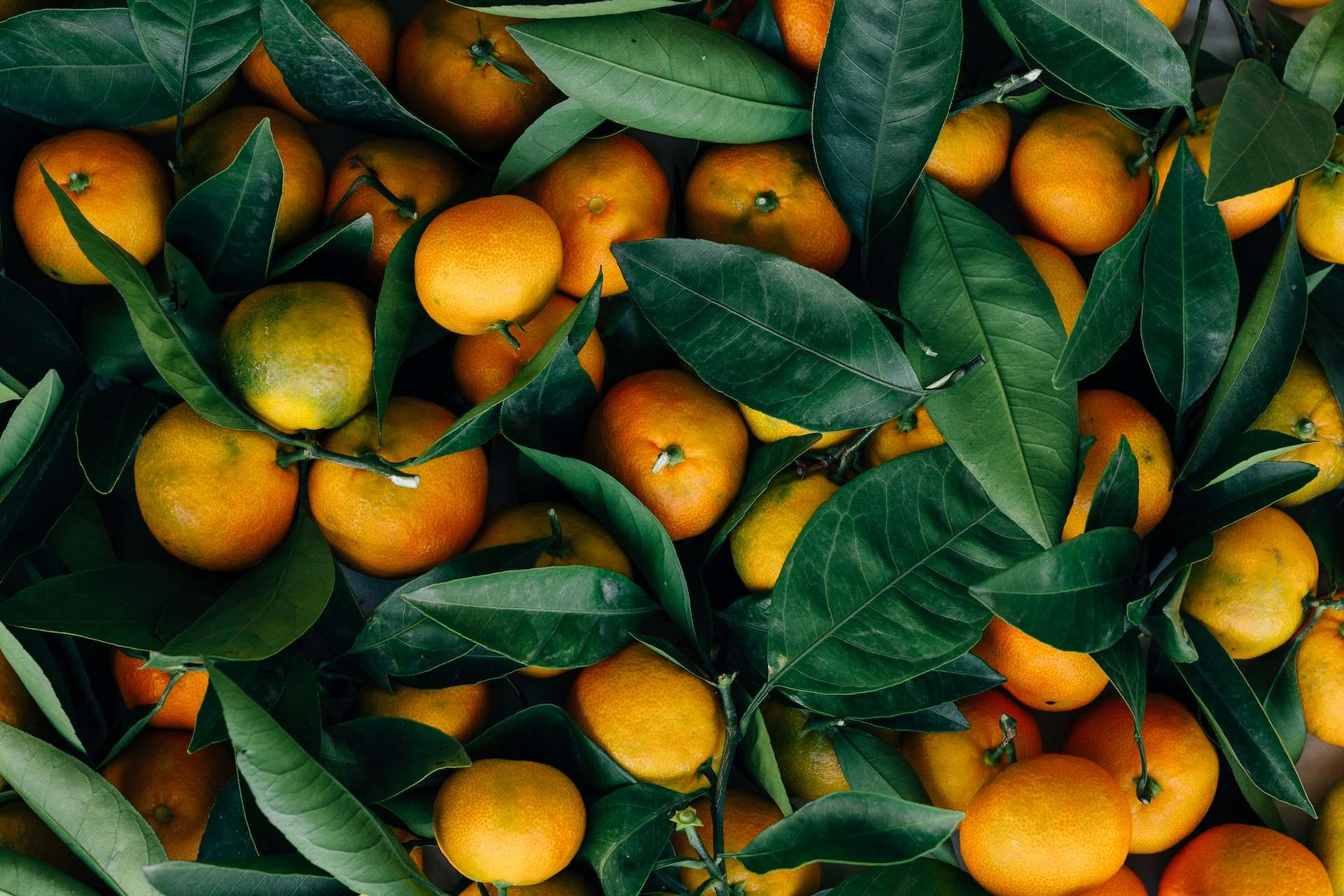 20-facts-about-mandarins