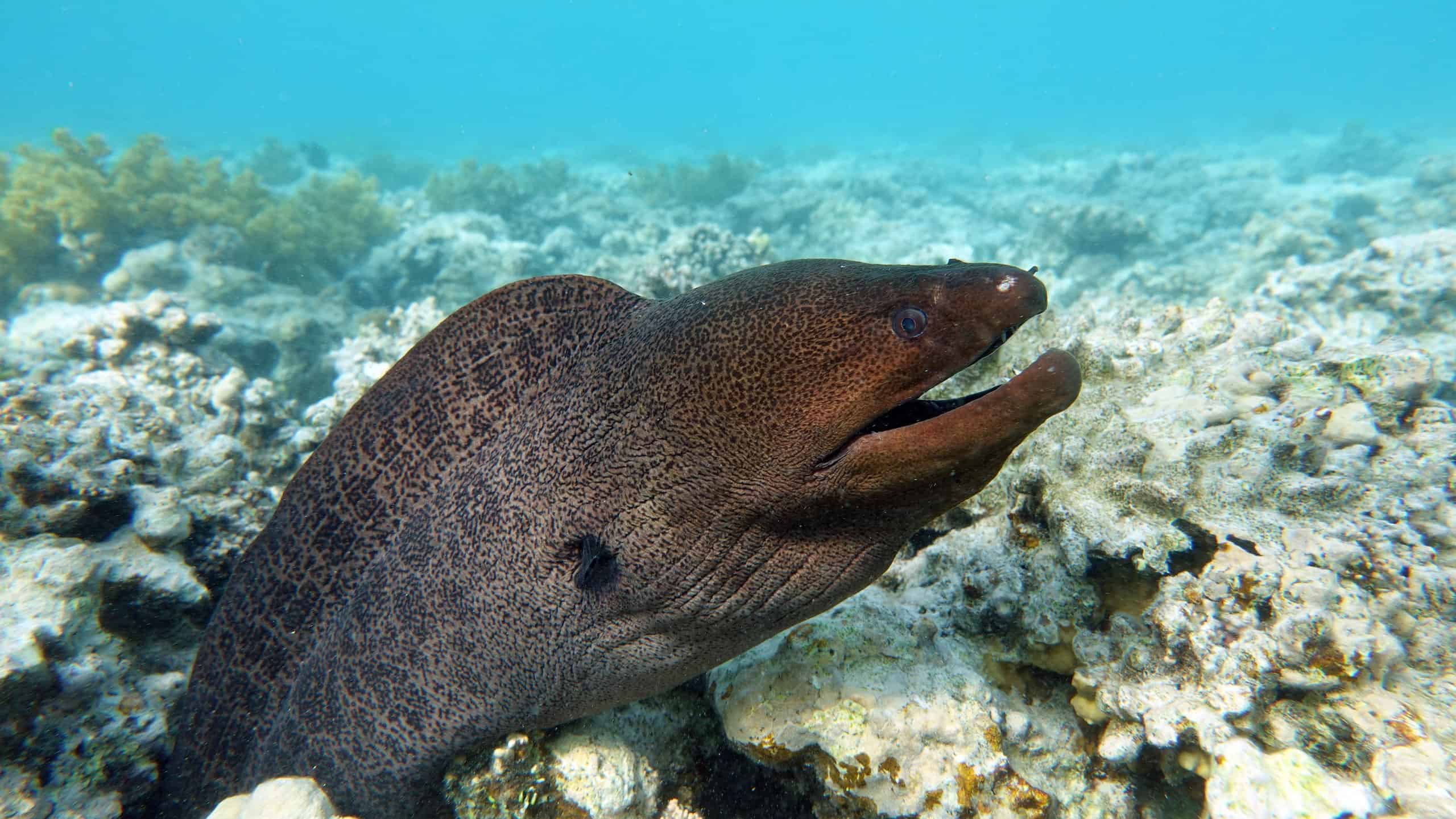20-facts-about-moray-eel