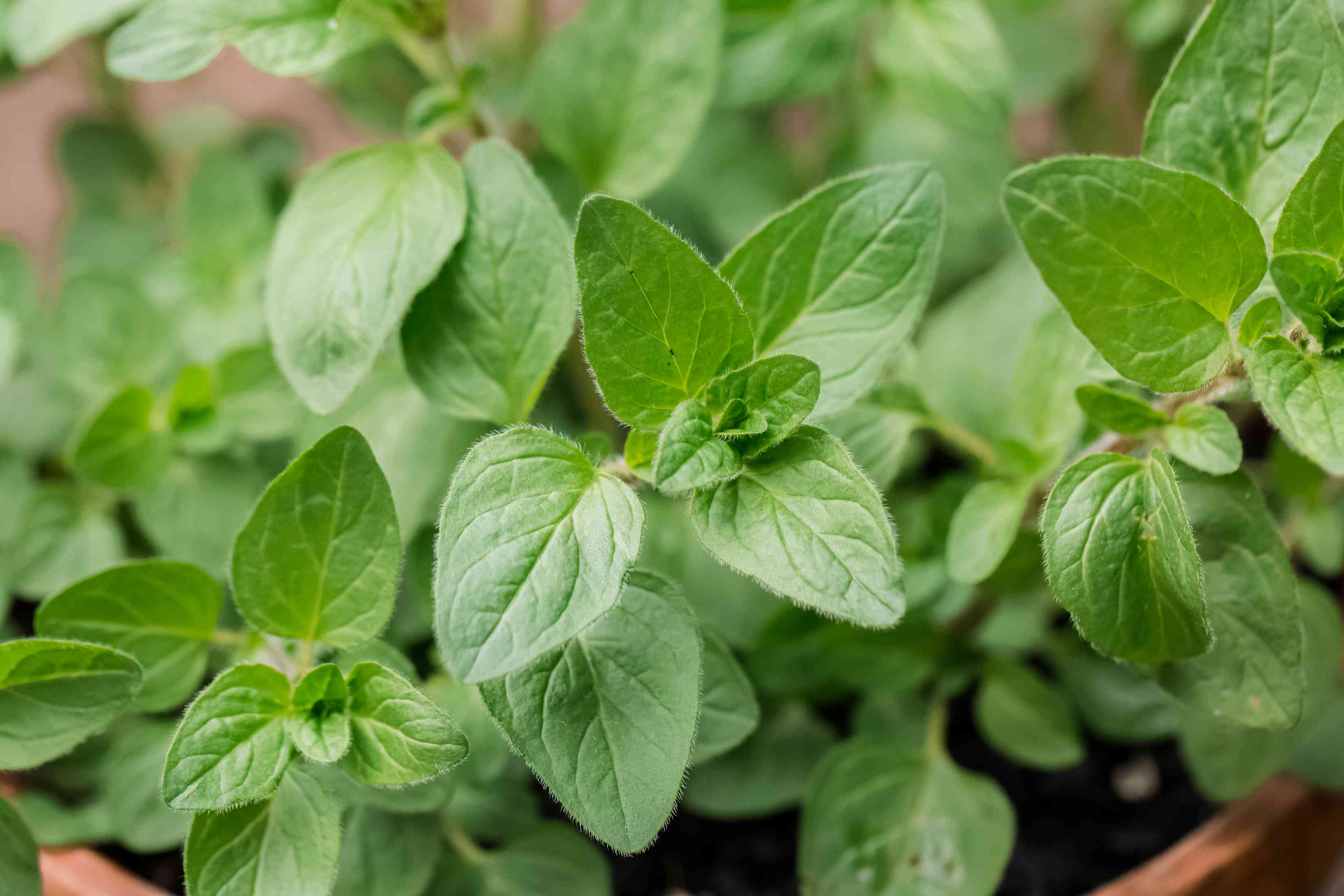 20-facts-about-oregano