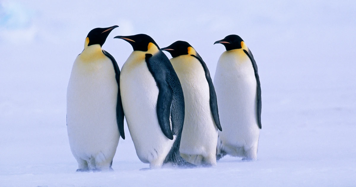 Emperor Penguin Facts for Kids