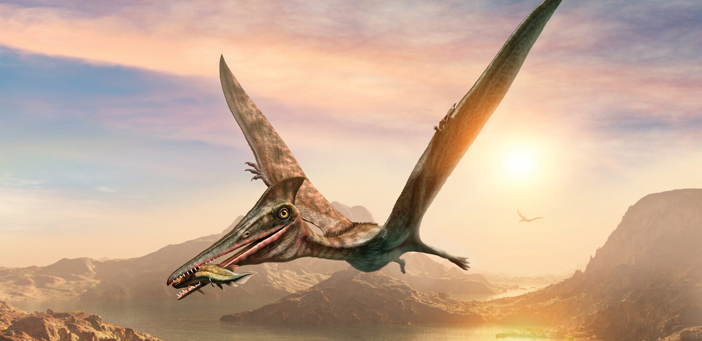20-facts-about-pterosaurs