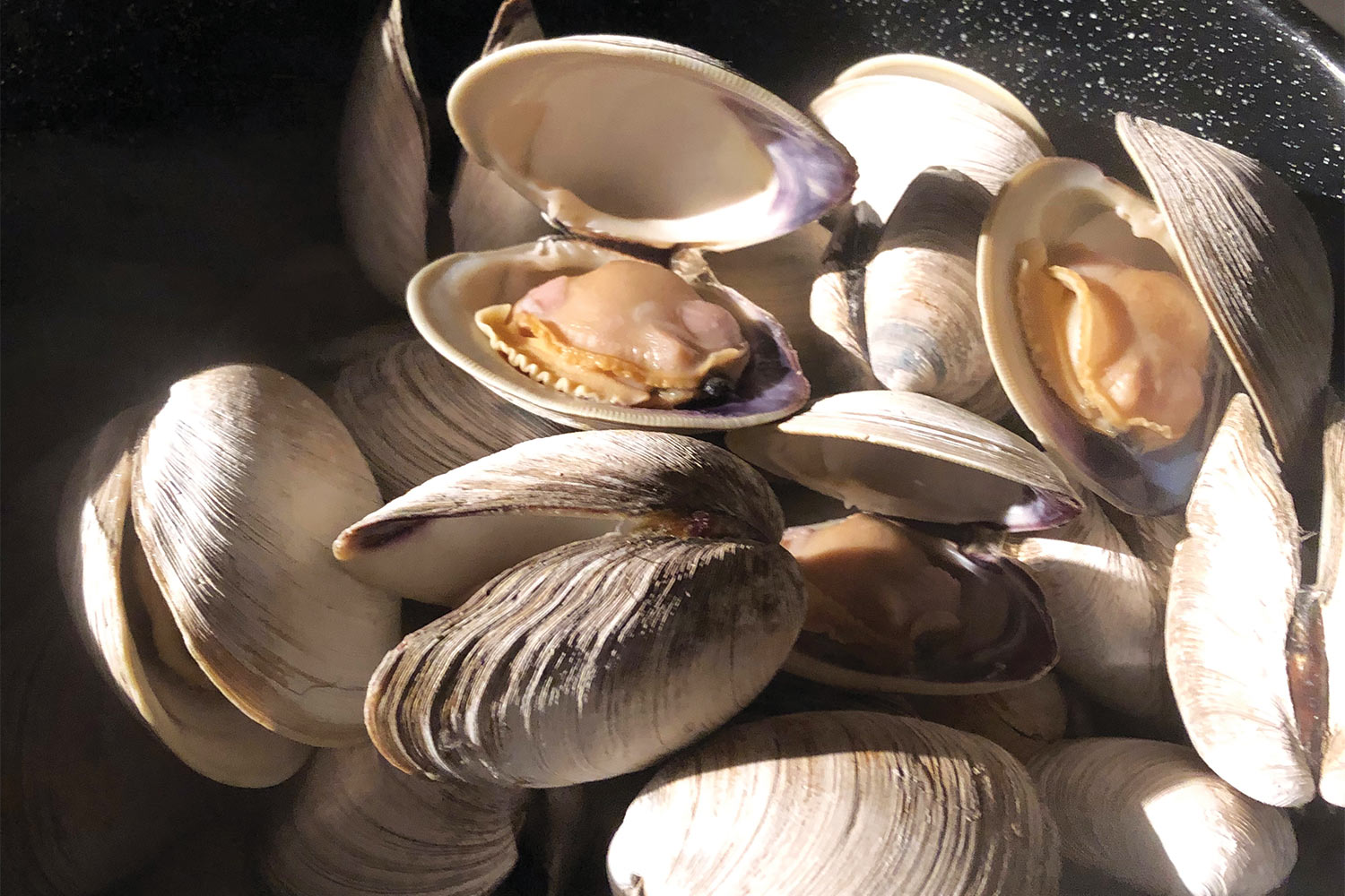 17 Facts About Clams 