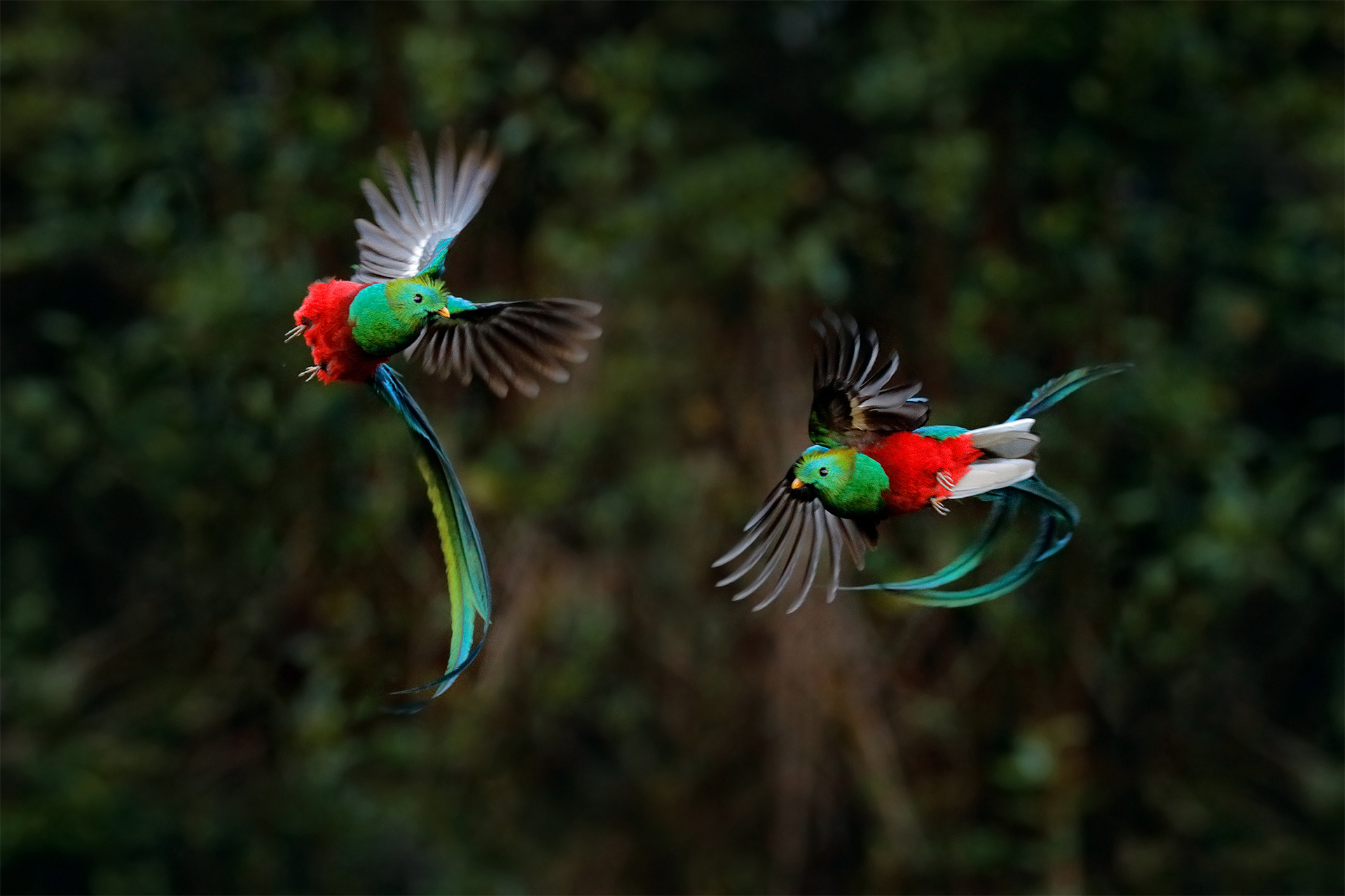 20-facts-about-quetzal