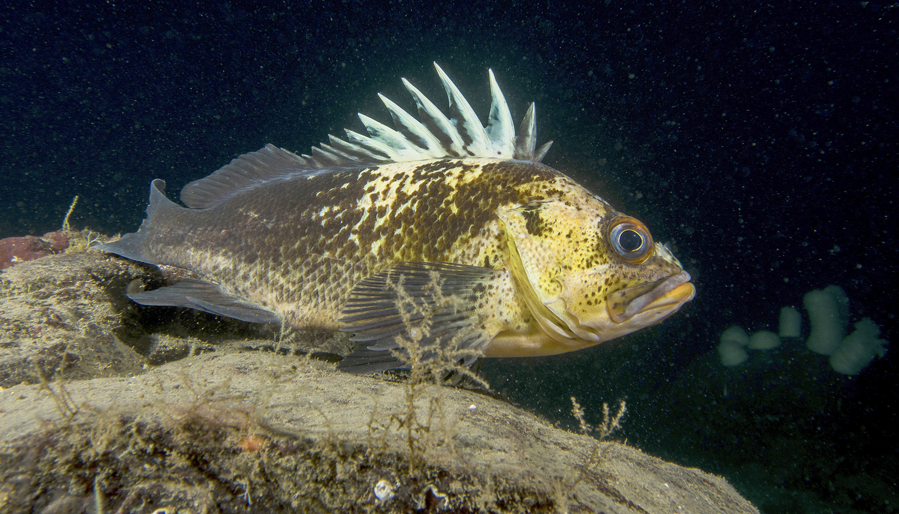 20-facts-about-quillback-rockfish