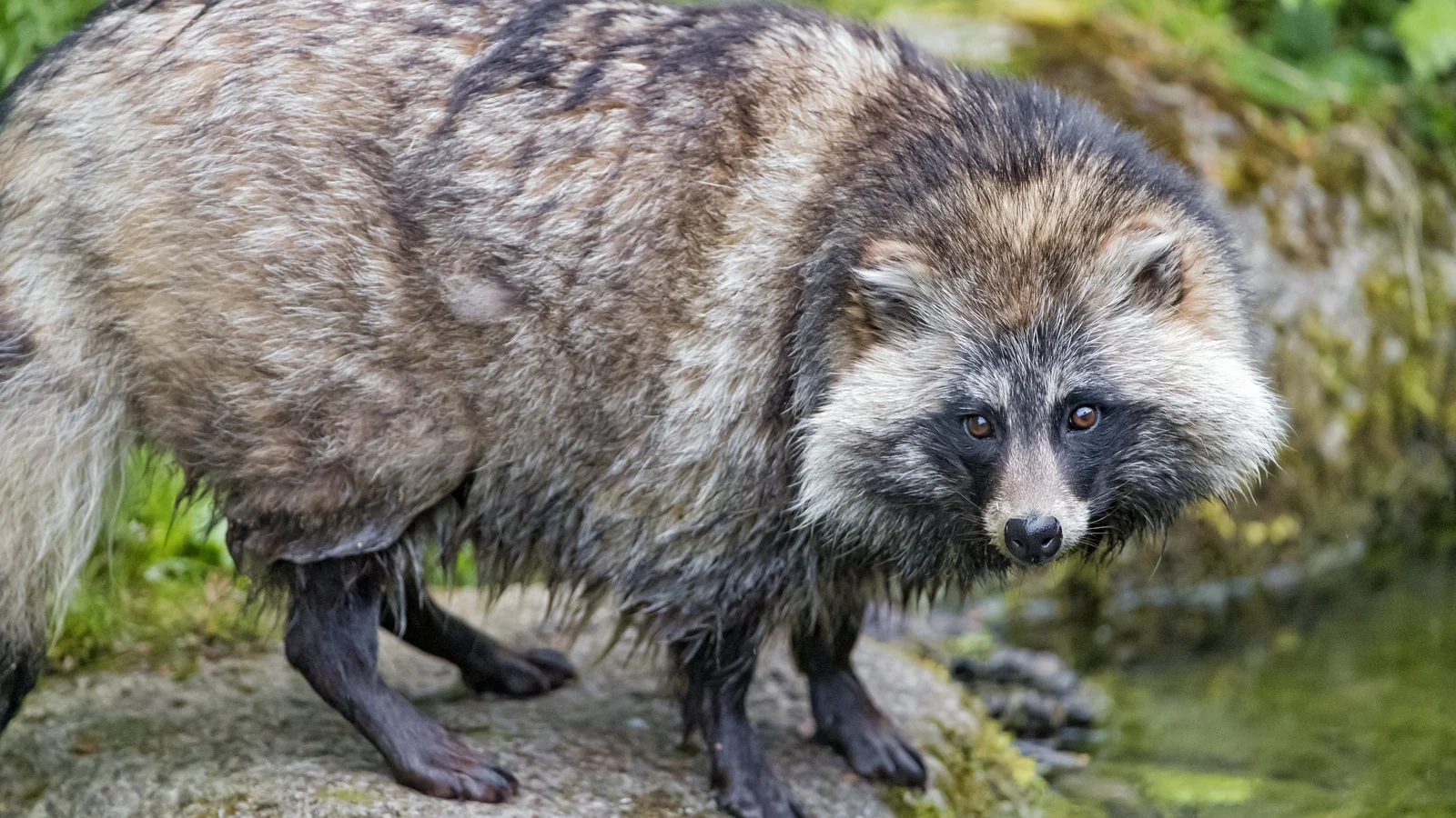 20-facts-about-raccoon-dog