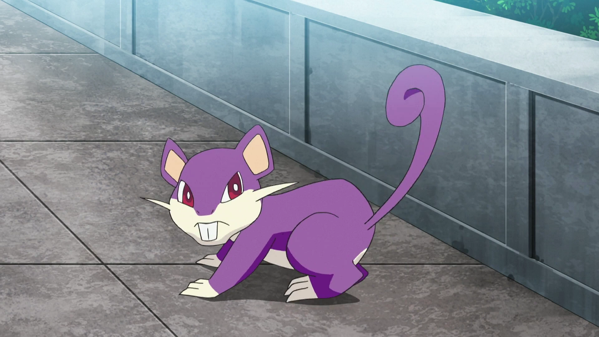 20-facts-about-rattata