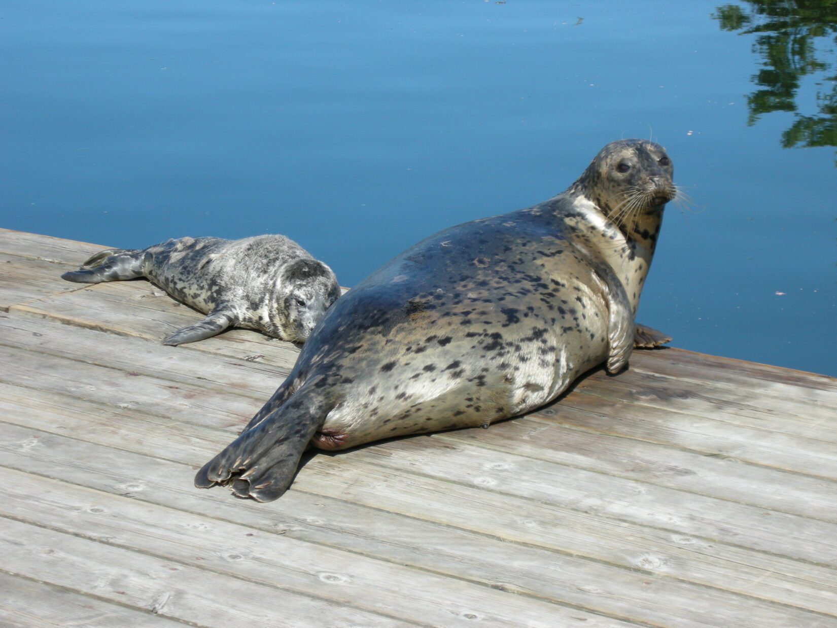 20 Facts About Seals 