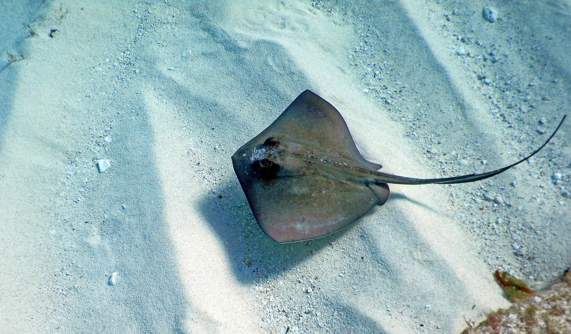 20-facts-about-stingrays