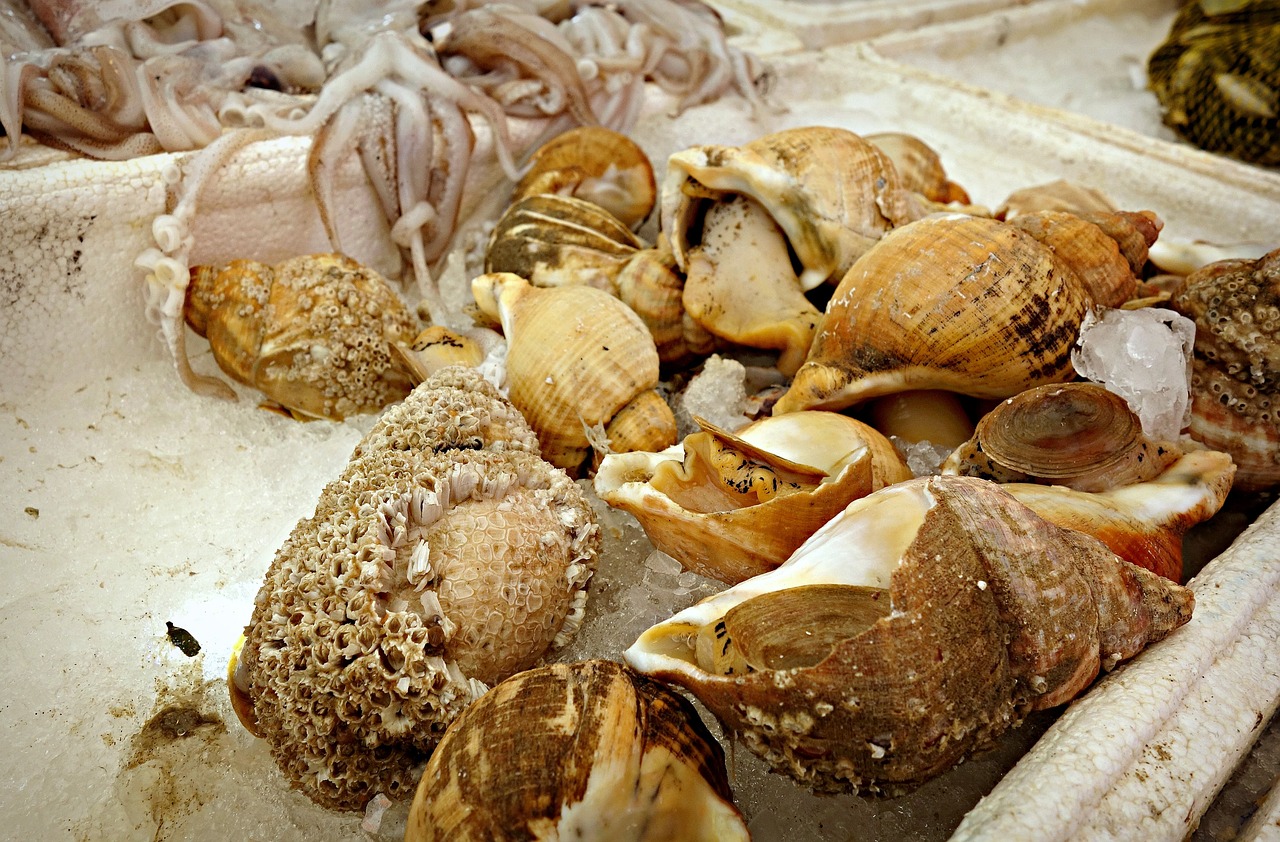 20-facts-about-whelk