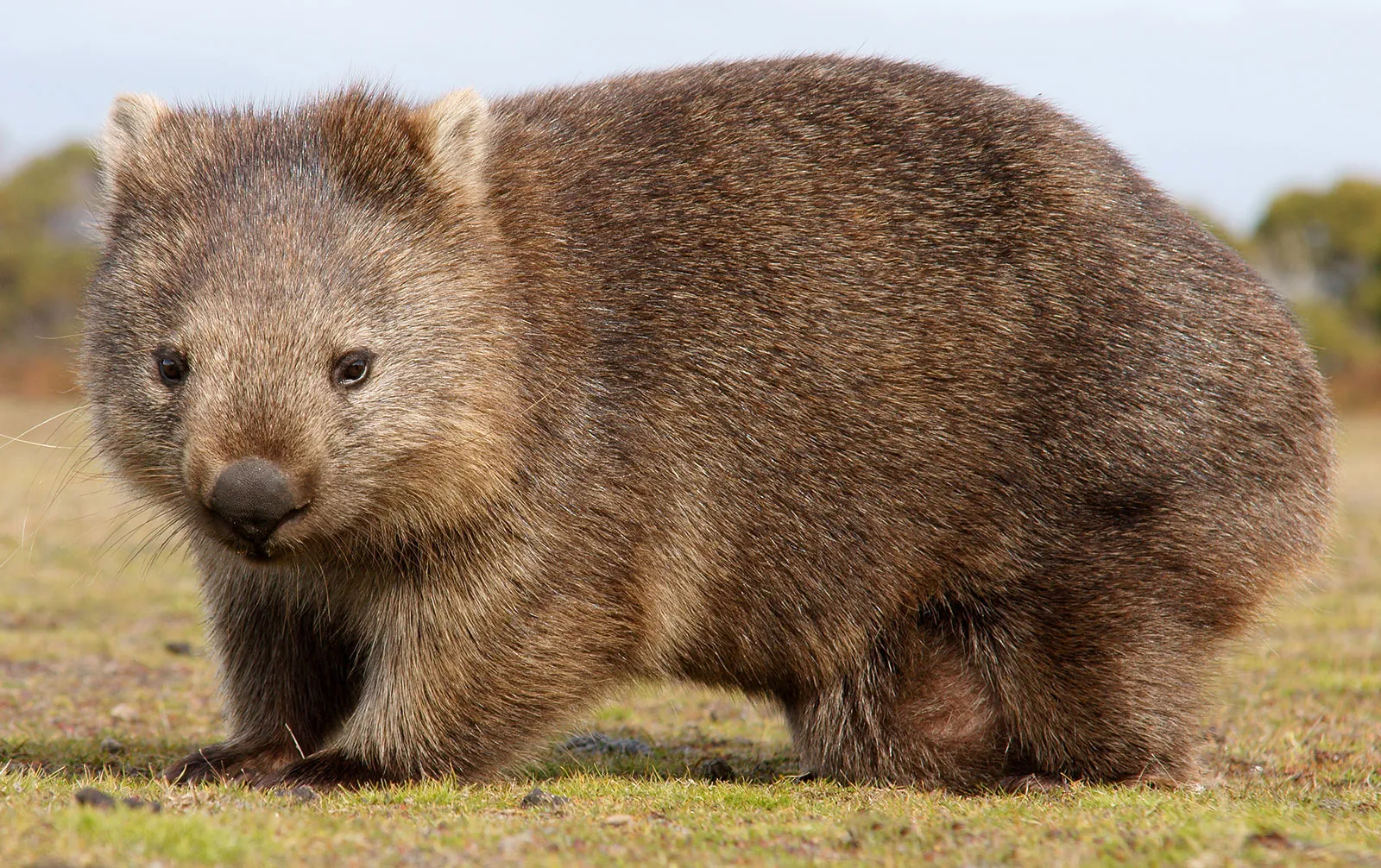 20-facts-about-wombat