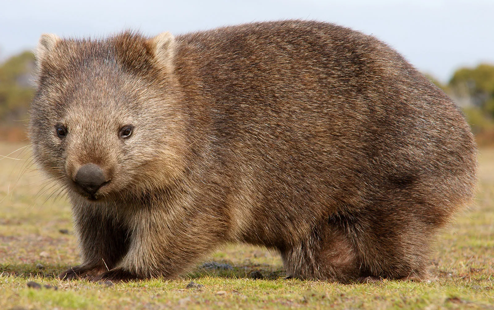 Top 15 Wombat Facts - Diet, Habitat, Species & More 