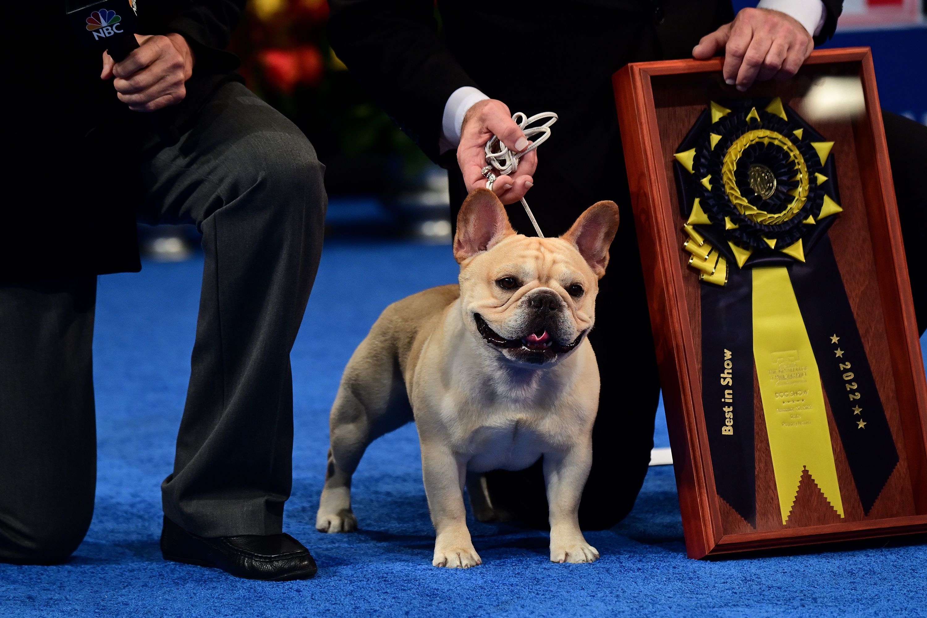 8-facts-about-national-dog-show