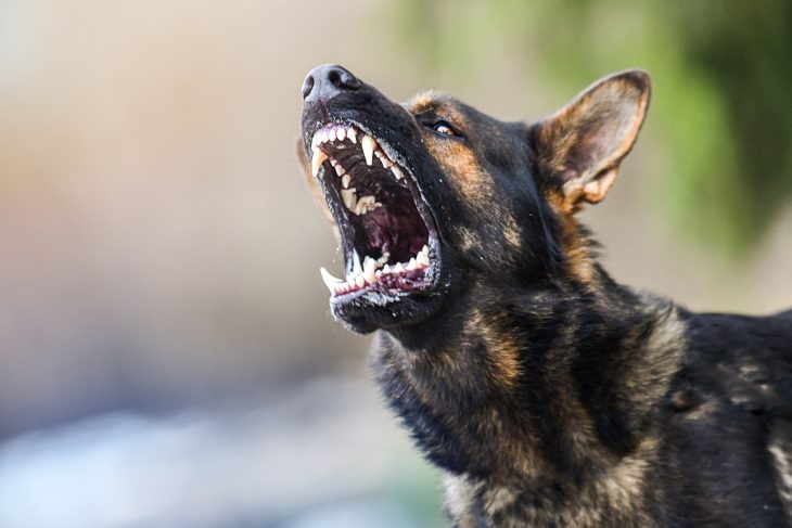 Aggressive dog shows dangerous teeth