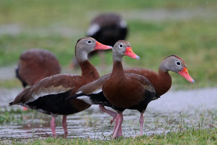 Flock of Black-bellied Whistling Duck