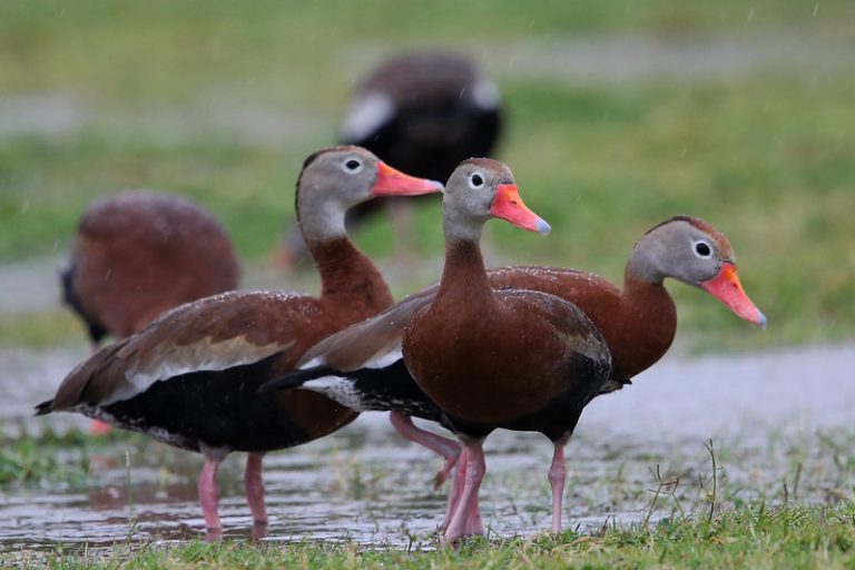 17 Facts About The Beautiful Black-Bellied Whistling Duck - Facts.net