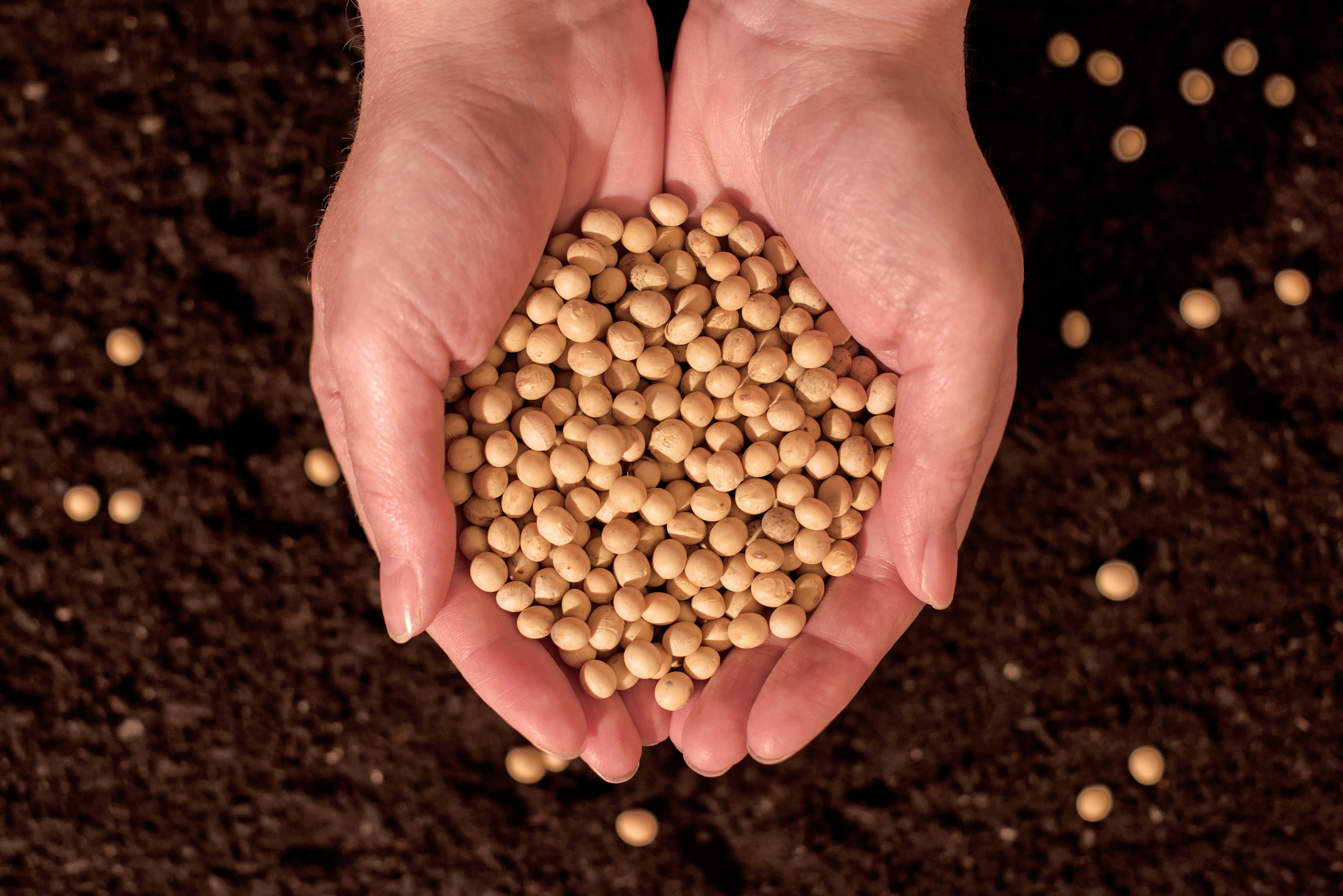 Soybean Nutrition Facts 18 Nutritional Benefits Revealed