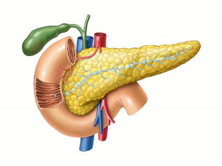Human Body Facts Articles - Facts